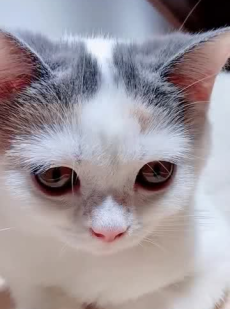 小喵咪ck,探寻猫咪生活的魅力与智慧