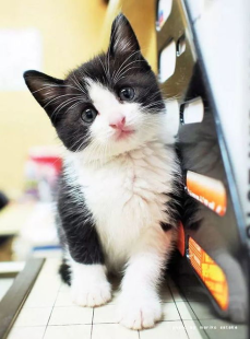 笨蛋小粉猫,笨蛋小猫Pom的猫门挑战记