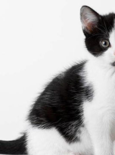 小猫咪611,探寻神秘猫咪的奇幻之旅
