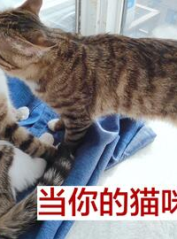 猫猫好困,揭秘猫咪嗜睡背后的秘密