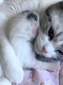 相扑猫的微密免费看,网红萌宠的奢华体验与拍摄灵感分享