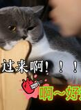 乖乖雪崽,趣味互动与知识分享之旅