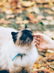 颉颉与猫,一场温馨的宠物奇遇记