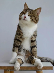 粉色的猫jinx,探寻神秘猫咪Jinx的奇幻之旅