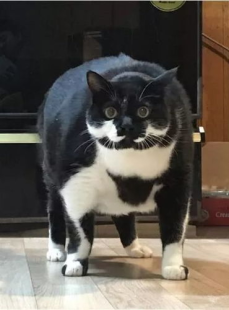 相扑猫,相扑猫的趣味对决与温馨瞬间