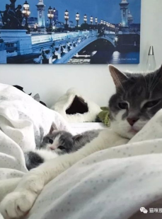 微密猫免费观看,微密猫免费观看，开启全新娱乐体验之旅