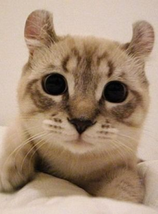 微秘猫,揭秘神秘生物的奇幻之旅