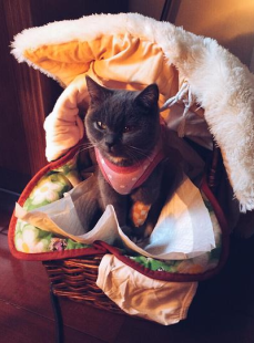 喵小猫吃柠檬,喵小猫的柠檬美食之旅