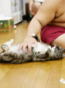 相扑猫微密圈在线观看,创意与时尚的视觉盛宴