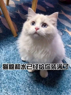 你的猫,写作猫助力高效生成优质文章内容